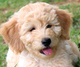 miniature mini goldendoodle