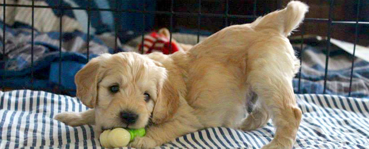 toy goldendoodle puppies