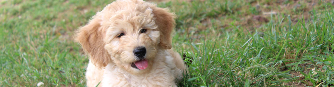 Preparing for Your Miniature Goldendoodle Puppy